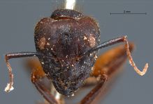 Camponotus misturus fornaronis Forel, 1892 frontal