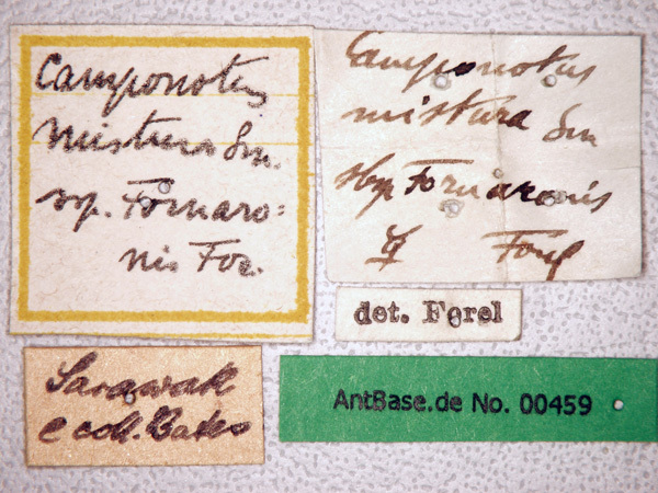 Foto Camponotus misturus fornaronis Forel, 1892 Label