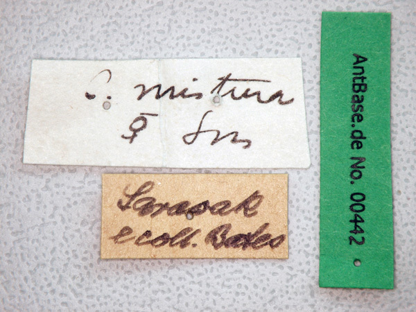 Foto Camponotus misturus Smith, 1857 Label