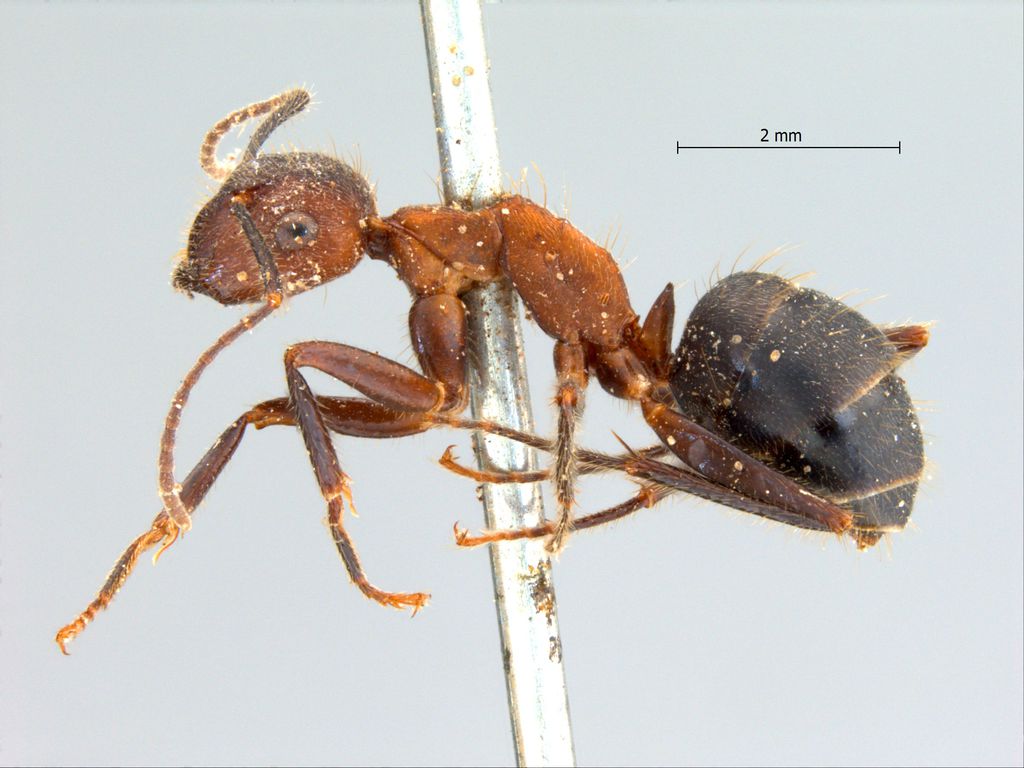 Foto Camponotus misturus Smith, 1857 lateral