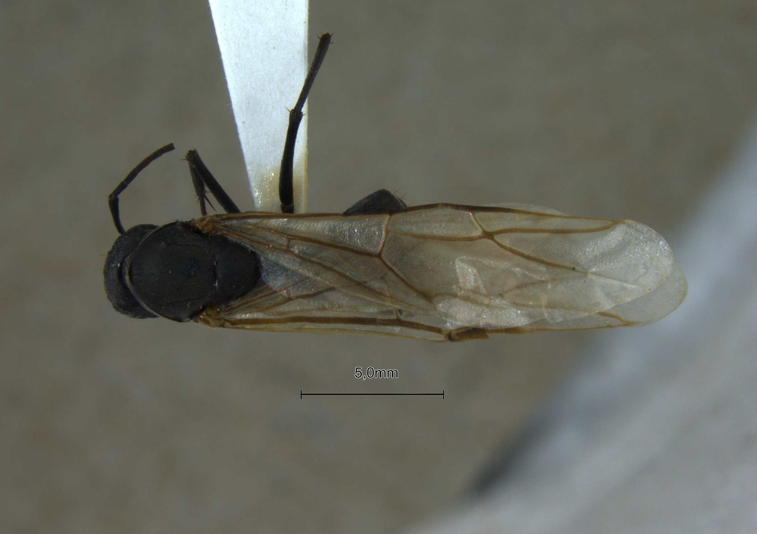 Foto Camponotus mitis F.Smith, 1858 dorsal