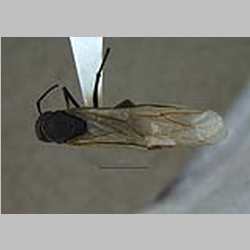 Camponotus mitis F.Smith, 1858 dorsal