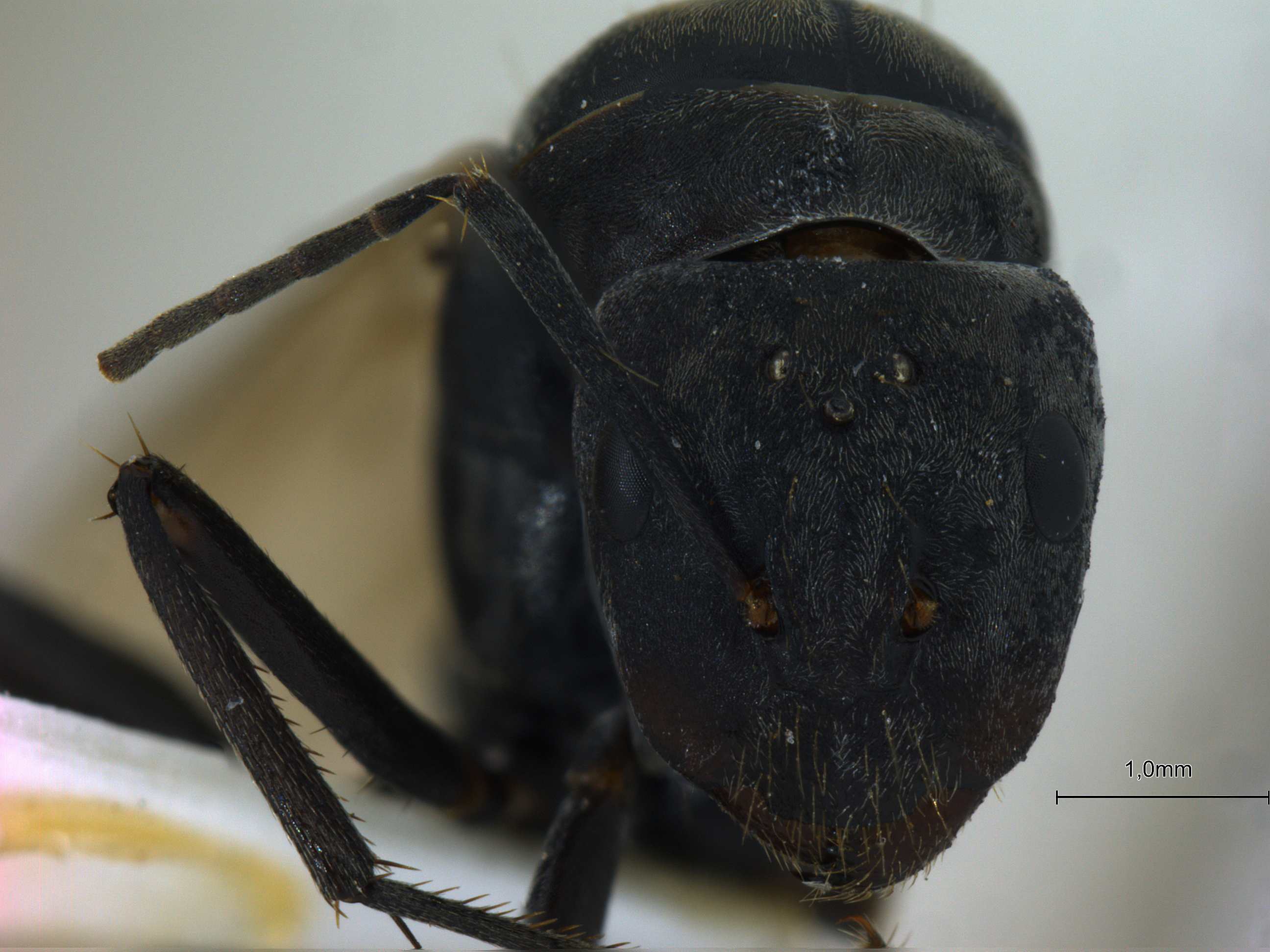 Foto Camponotus mitis F.Smith, 1858 frontal