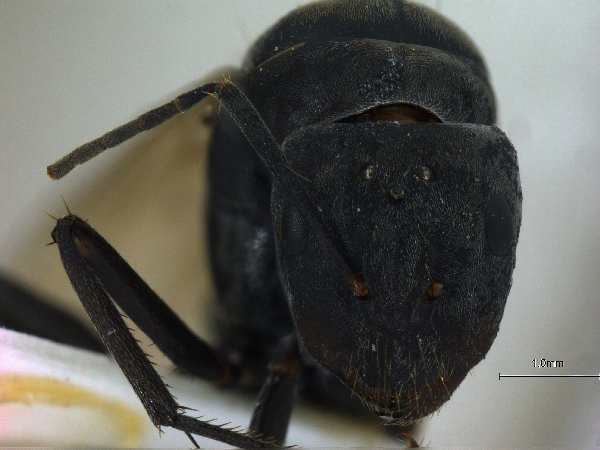Camponotus mitis F.Smith, 1858 frontal