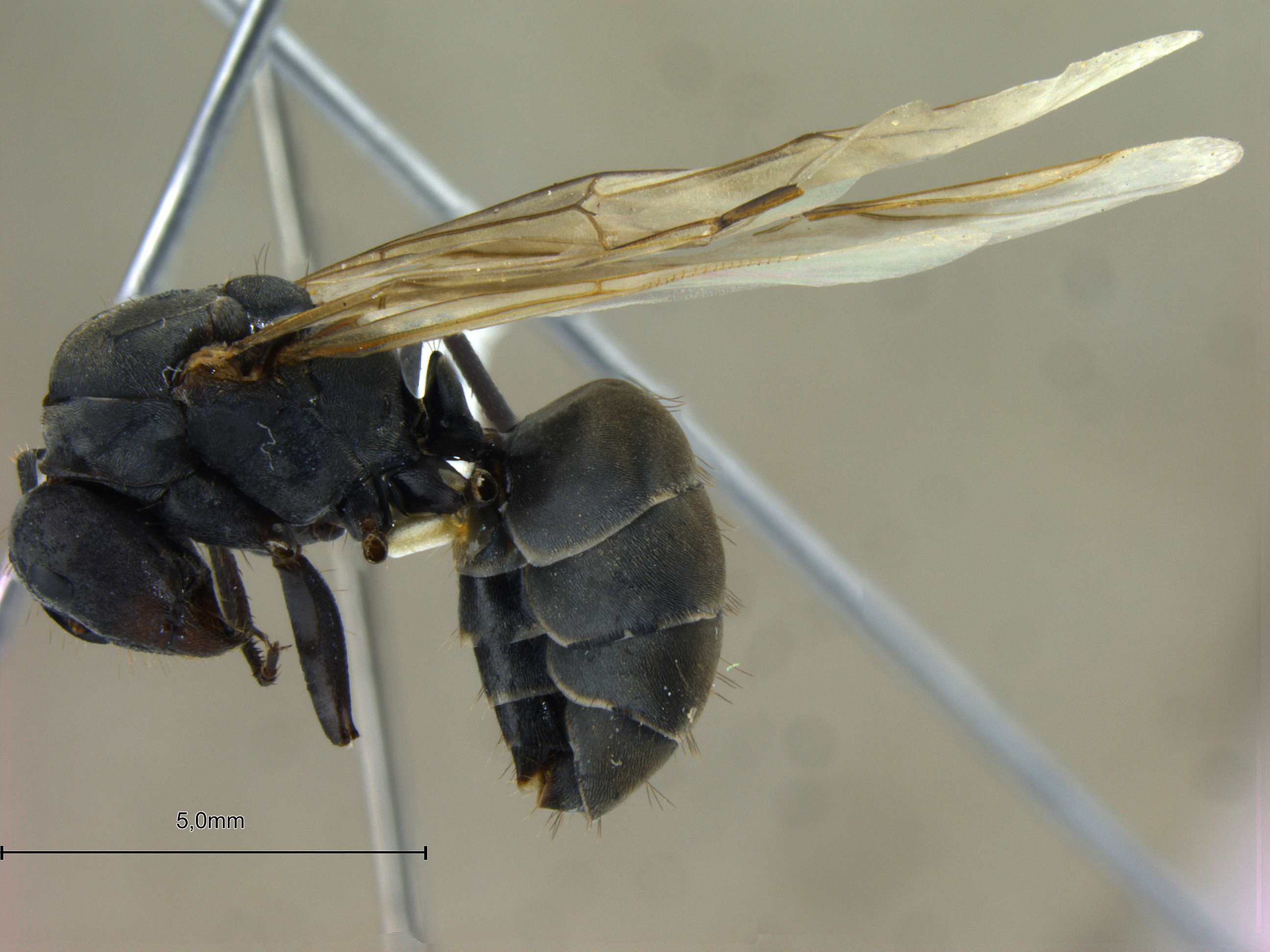Foto Camponotus mitis F.Smith, 1858 lateral