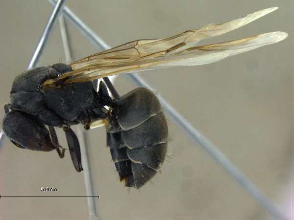 Camponotus mitis F.Smith, 1858 lateral