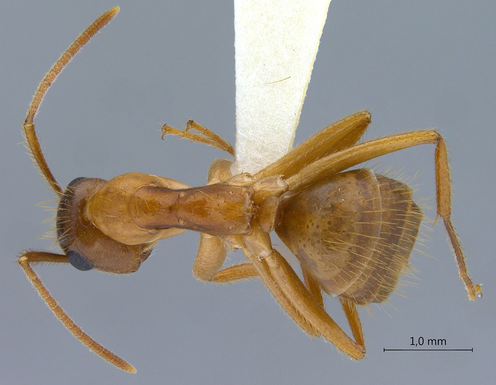 Foto Camponotus moeschi Forel, 1910 dorsal