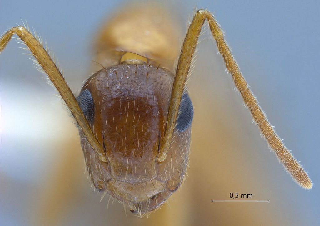 Foto Camponotus moeschi Forel, 1910 frontal