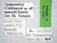 Camponotus moeschi Forel, 1910 Label