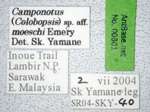 Camponotus moeschi Forel, 1910 Label
