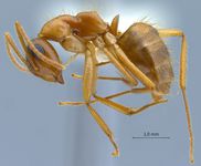 Camponotus moeschi Forel, 1910 lateral