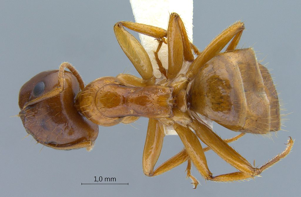 Foto Camponotus moeschi Forel, 1910 dorsal