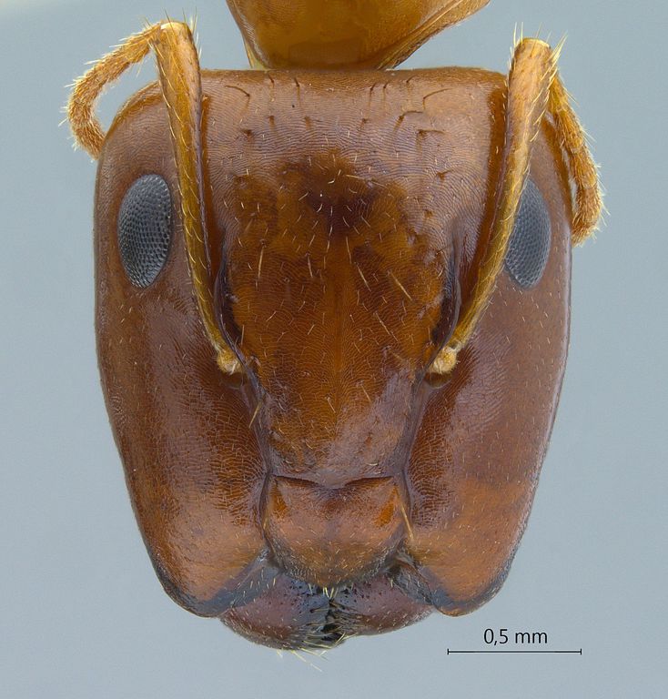 Foto Camponotus moeschi Forel, 1910 frontal