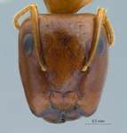 Camponotus moeschi Forel, 1910 frontal