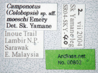 Camponotus moeschi Forel, 1910 Label