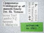 Camponotus moeschi Forel, 1910 Label