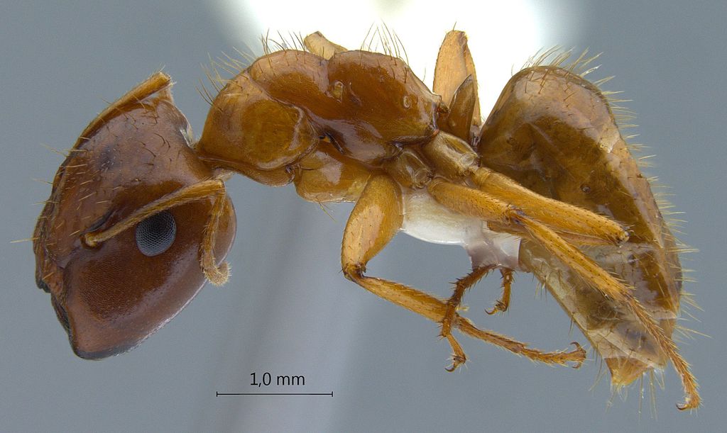 Foto Camponotus moeschi Forel, 1910 lateral
