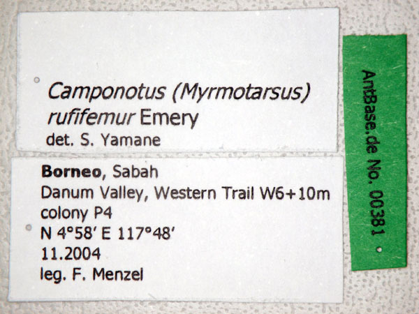 Foto Camponotus rufifemur Emery,1900 Label
