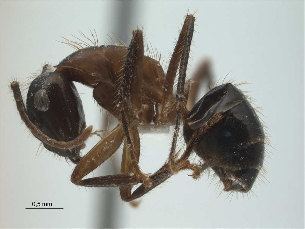 Foto Camponotus rufifemur Emery,1900 lateral