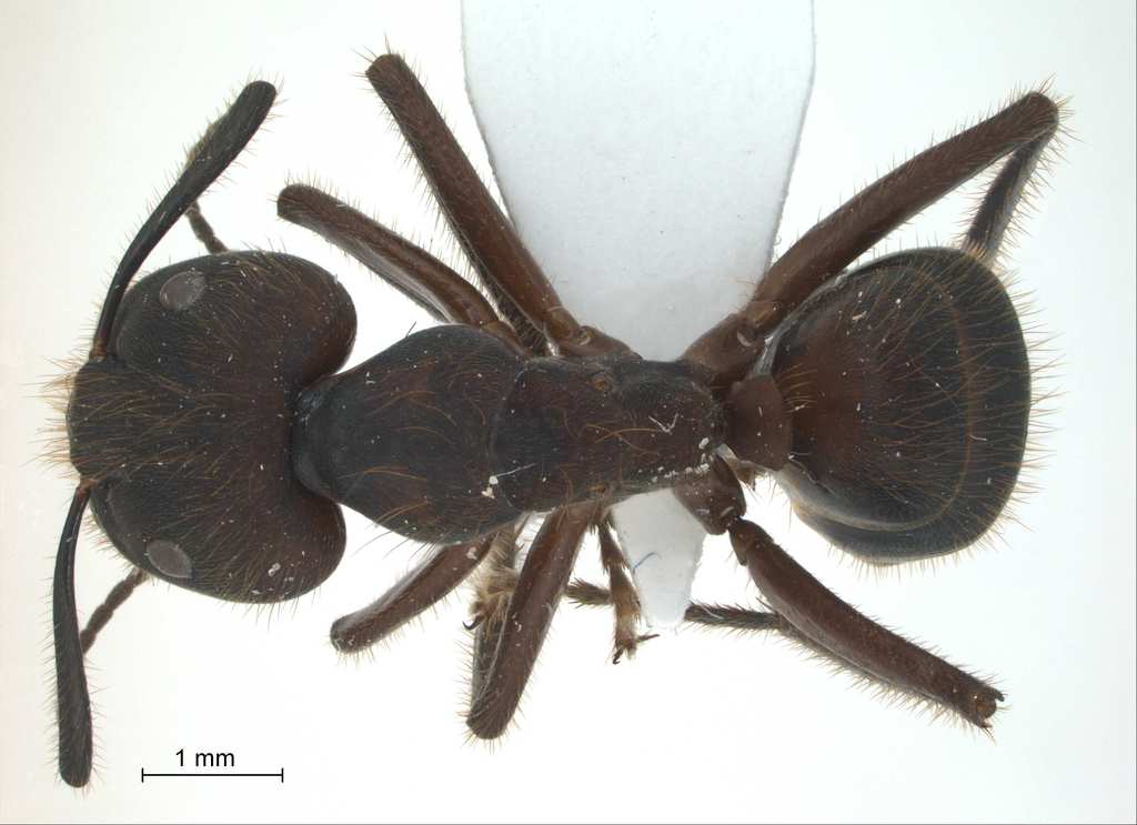 Foto Camponotus sp. 5 of SKY dorsal