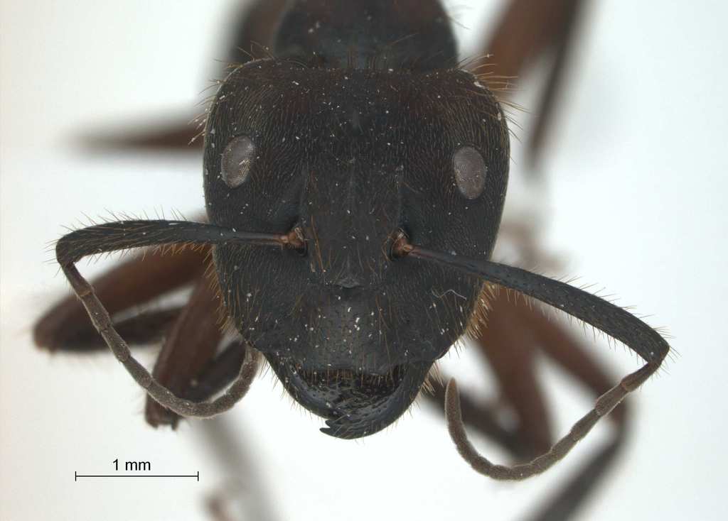 Foto Camponotus sp. 5 of SKY frontal