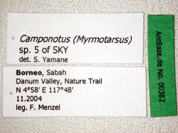 Foto Camponotus sp. 5 of SKY Label