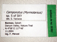 Camponotus sp. 5 of SKY Label