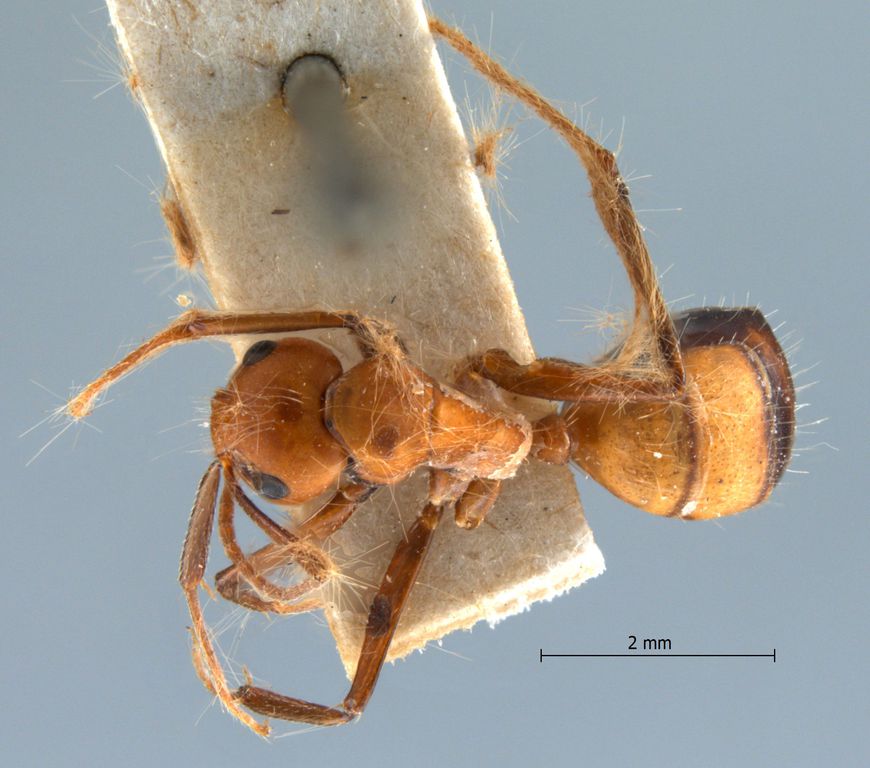 Foto Camponotus nicobarensis Mayr, 1865 dorsal