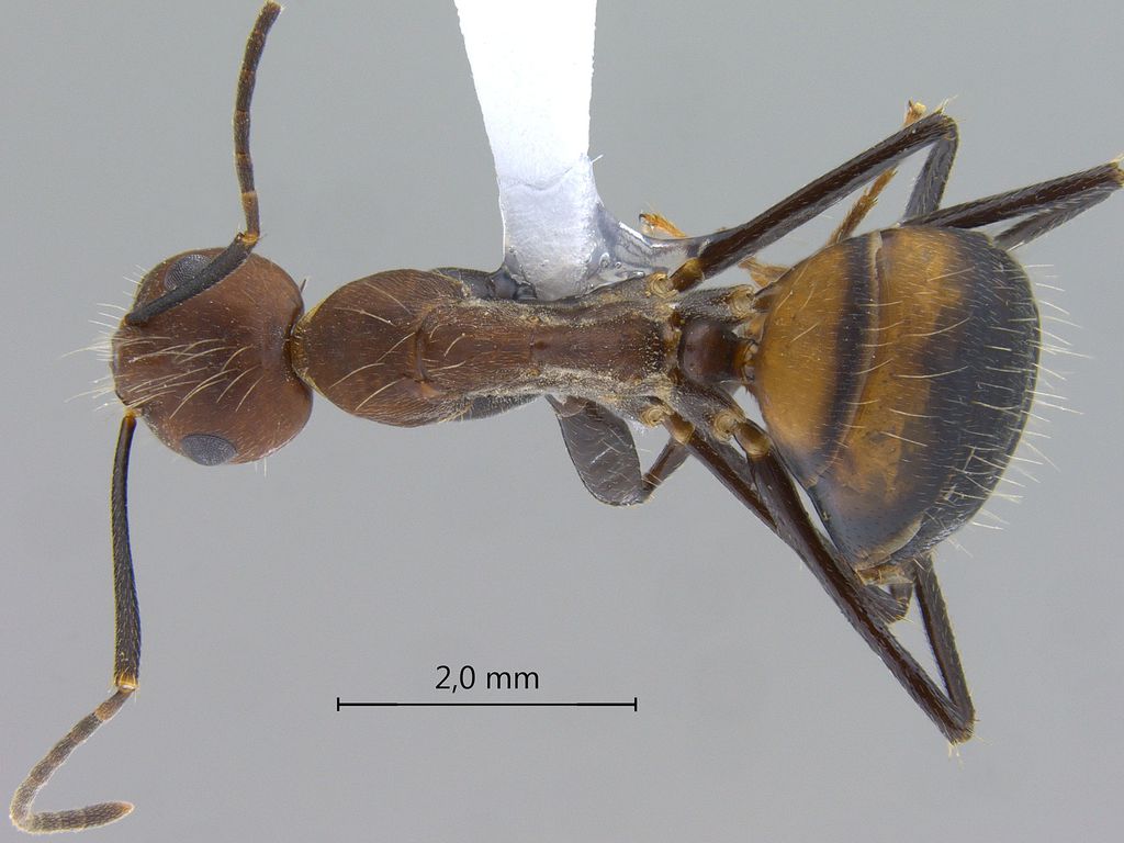 Foto Camponotus nicobarensis Mayr, 1865 dorsal