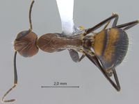 Camponotus nicobarensis Mayr, 1865 dorsal