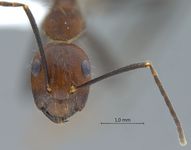 Camponotus nicobarensis Mayr, 1865 frontal
