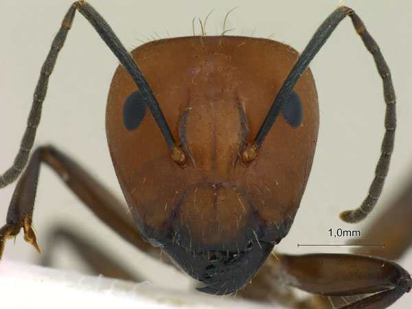 Camponotus nicobarensis Mayr, 1865 frontal