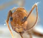 Camponotus nicobarensis Mayr, 1865 frontal