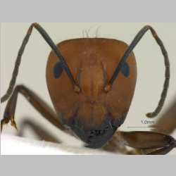 Camponotus nicobarensis Mayr, 1865 frontal