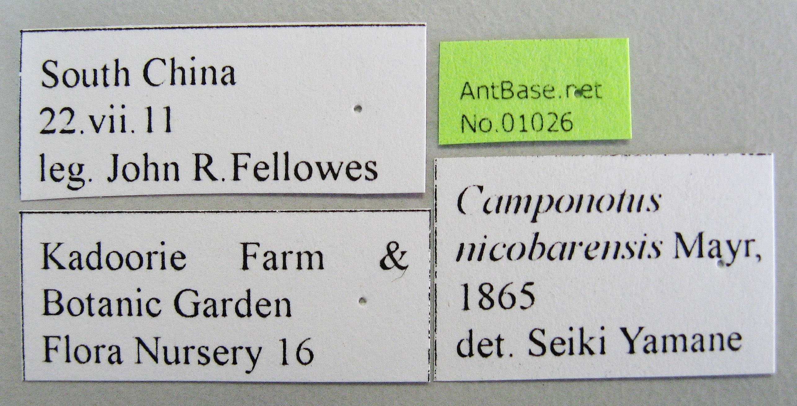 Foto Camponotus nicobarensis Mayr, 1865 Label