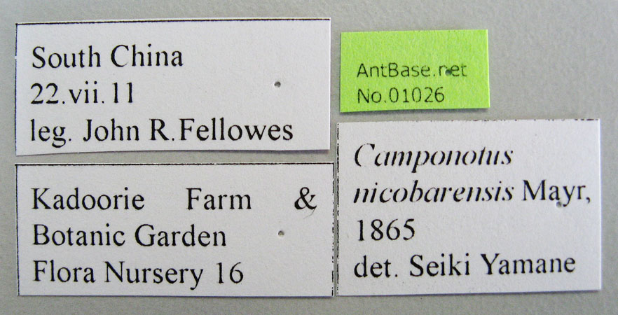 Camponotus nicobarensis Mayr, 1865 Label