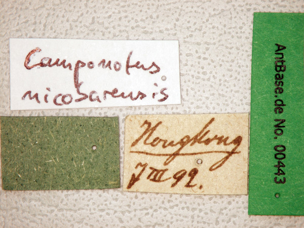 Foto Camponotus nicobarensis Mayr, 1865 Label