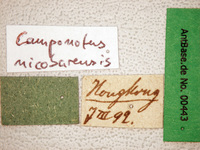 Camponotus nicobarensis Mayr, 1865 Label