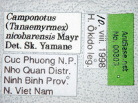 Camponotus nicobarensis Mayr, 1865 Label
