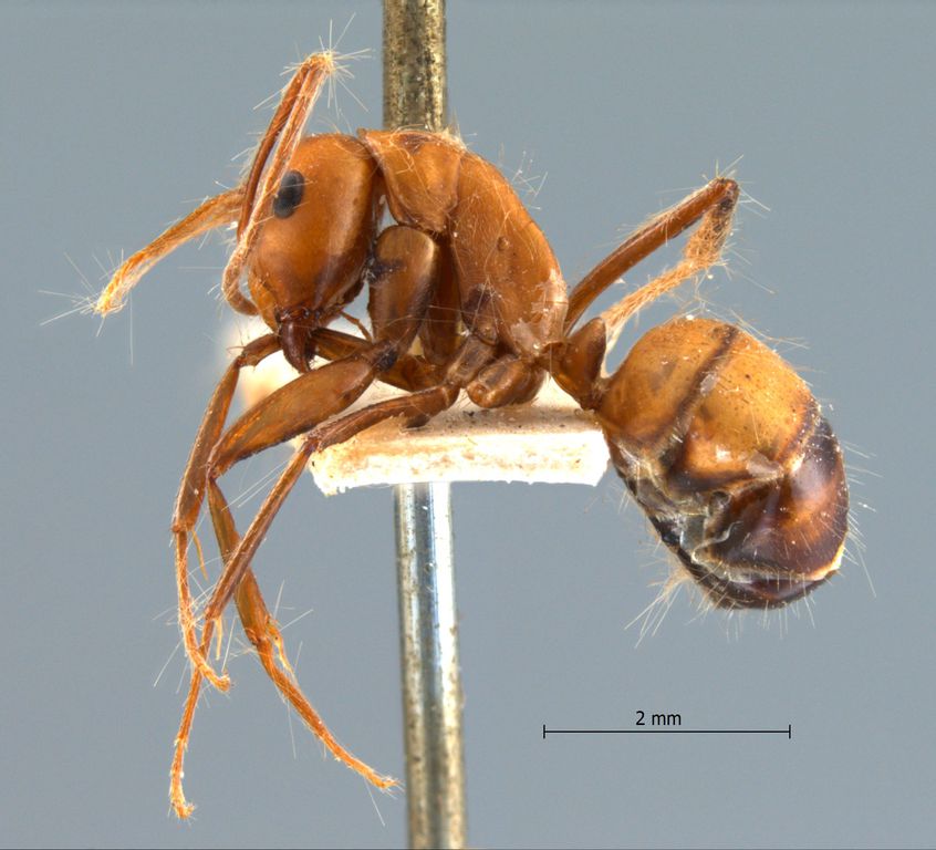 Foto Camponotus nicobarensis Mayr, 1865 lateral