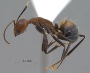 Camponotus nicobarensis Mayr, 1865 lateral