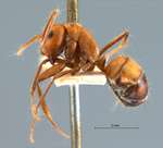 Camponotus nicobarensis Mayr, 1865 lateral