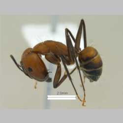 Camponotus nicobarensis Mayr, 1865 lateral