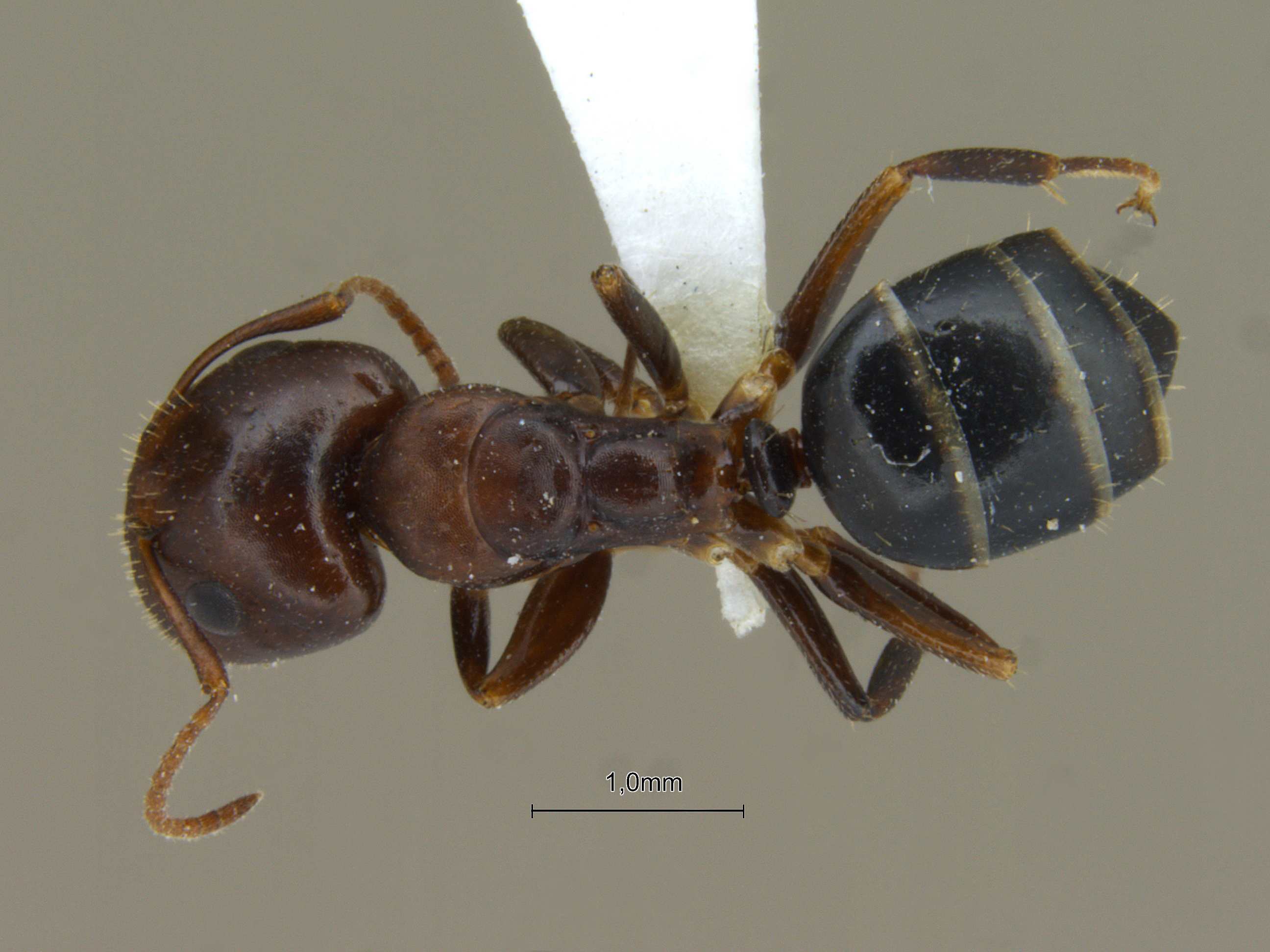 Foto Camponotus nirvanae Forel, 1893 dorsal