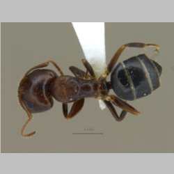 Camponotus nirvanae Forel, 1893 dorsal