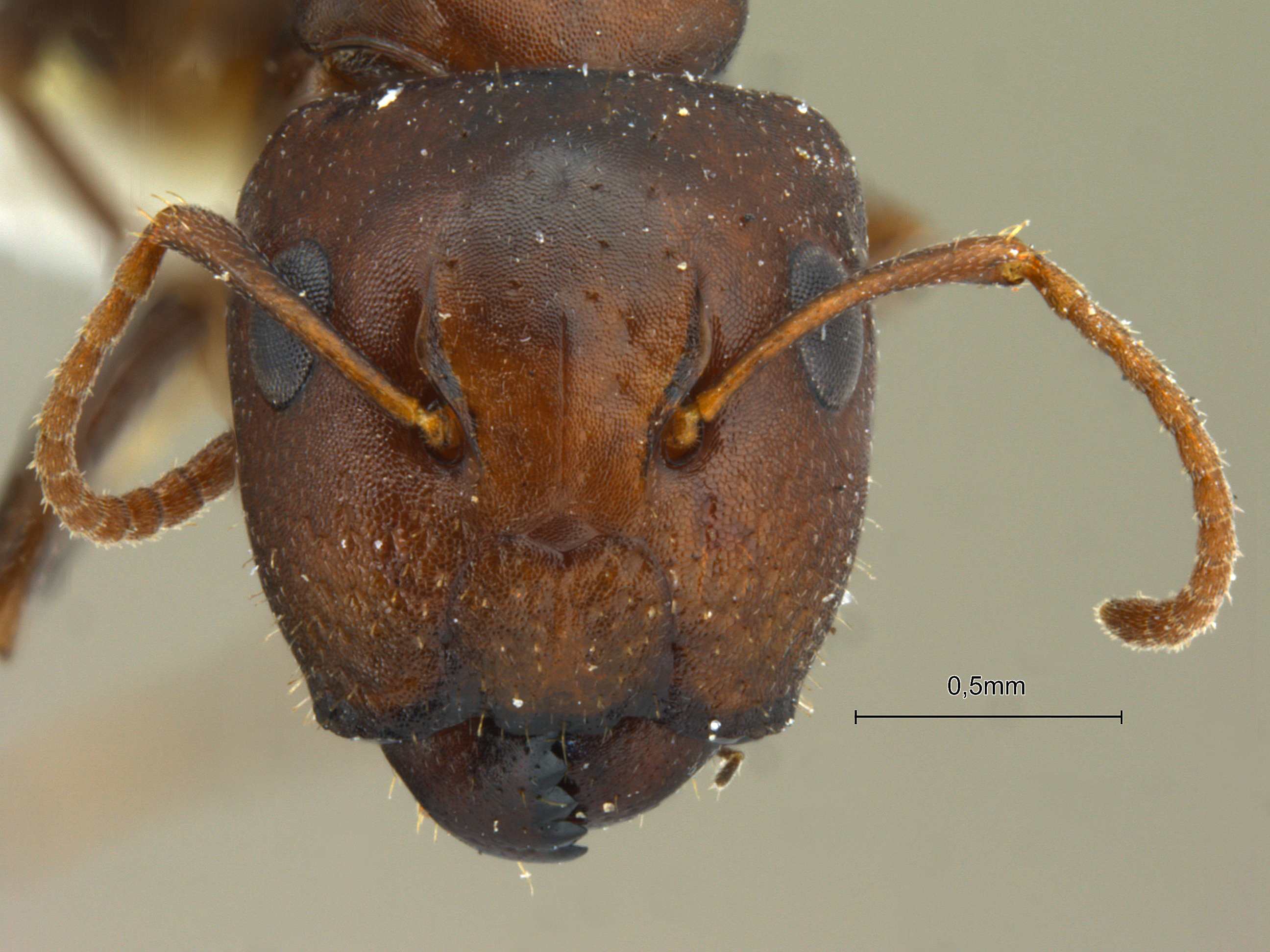 Foto Camponotus nirvanae Forel, 1893 frontal