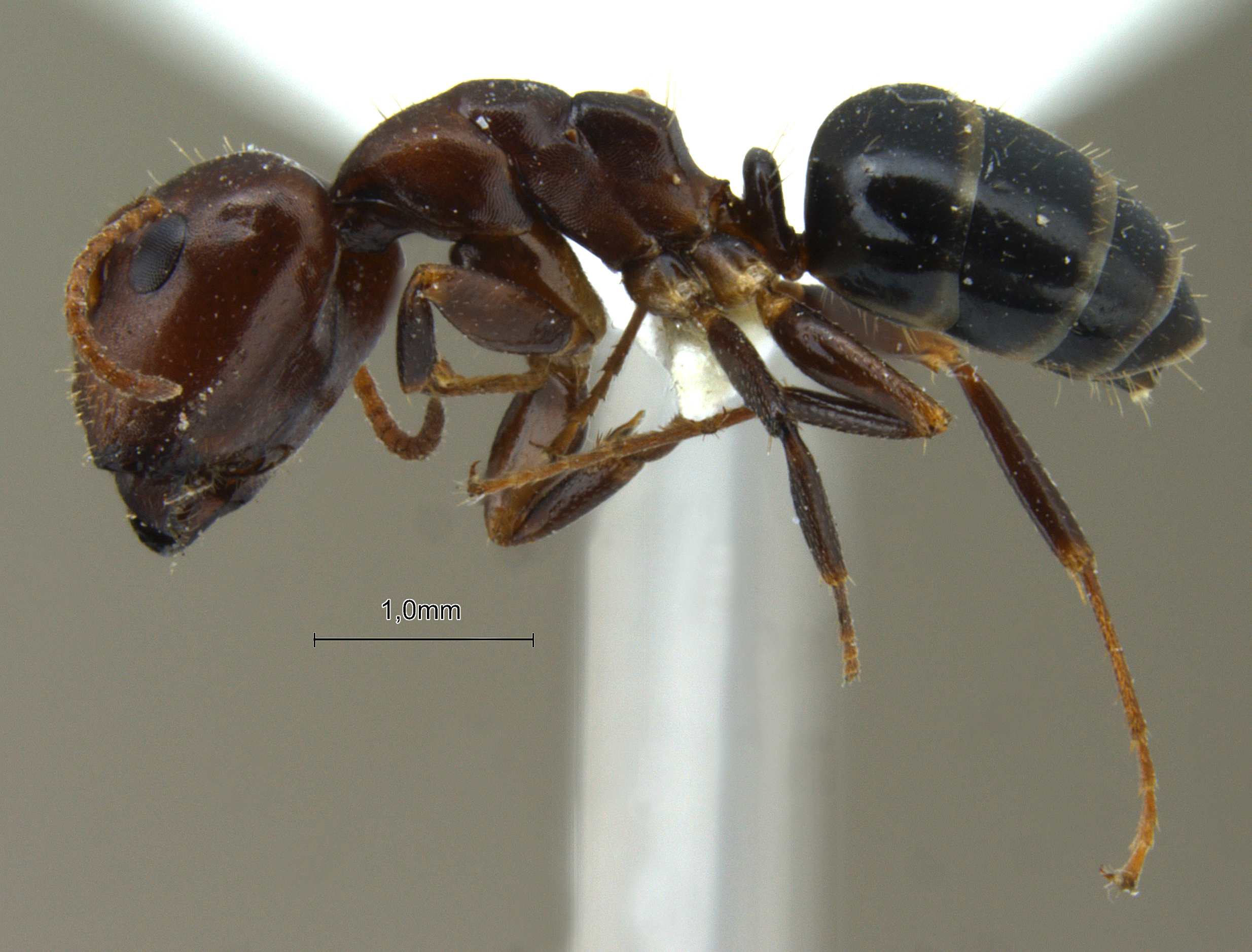 Foto Camponotus nirvanae Forel, 1893 lateral