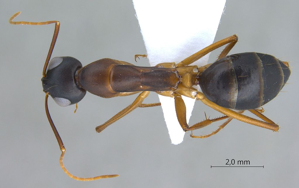 Foto Camponotus oasium Forel, 1890 dorsal