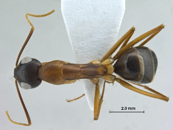 Camponotus oasium Forel, 1890 dorsal