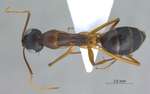 Camponotus oasium Forel, 1890 dorsal